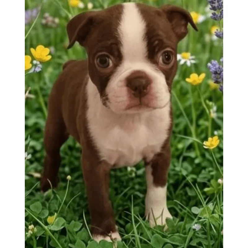 Cachorro Boston terrier