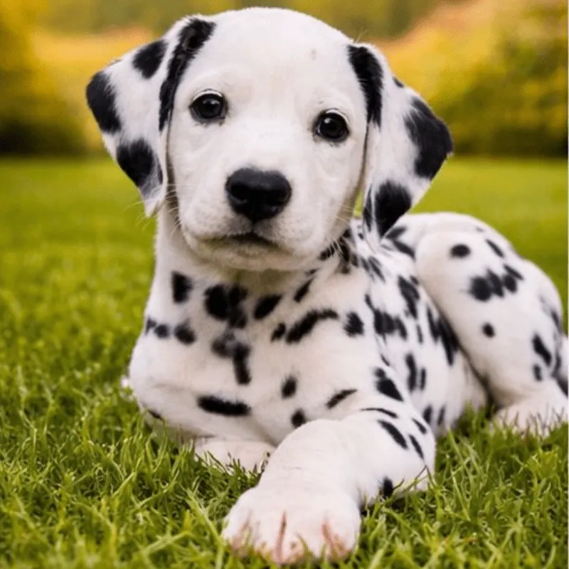 Cachorro Dálmata