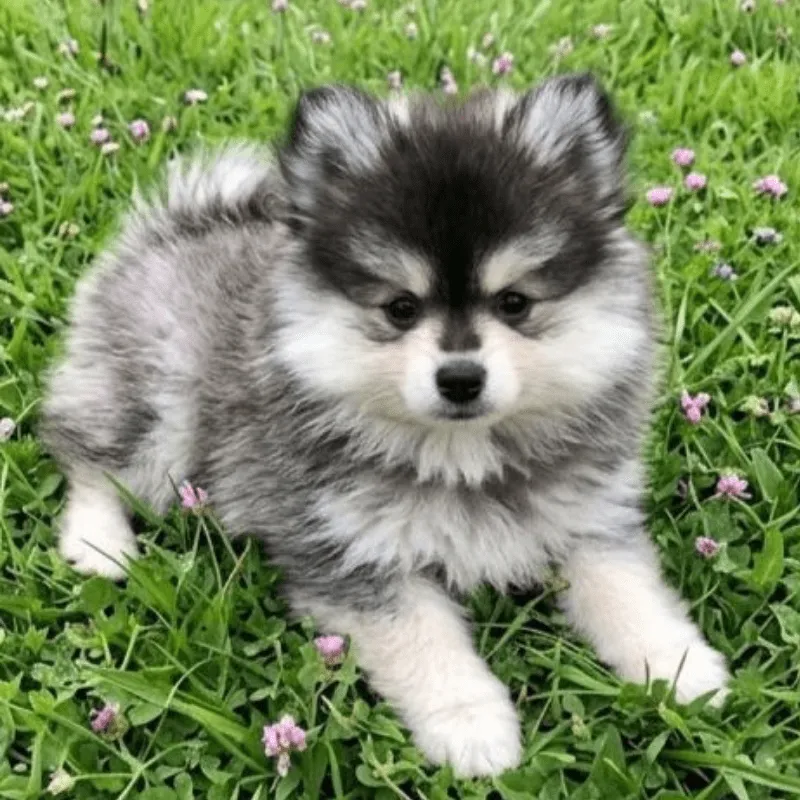 Cachorro Husky siberiano